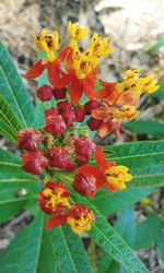 Close-up of yellow flowers