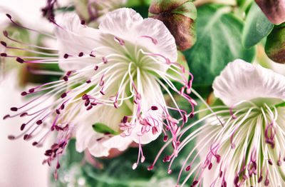 Close-up of pink flowers