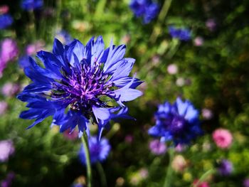 Close-up of purple flowering plant in park