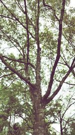 Low angle view of trees in forest against sky