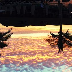 Palm trees at sunset