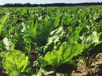 Close-up of fresh green plants growing on field