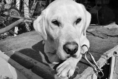 Close-up portrait of dog sitting outdoors