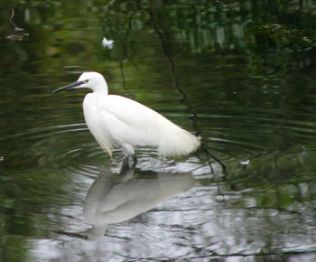 Bird flying over lake