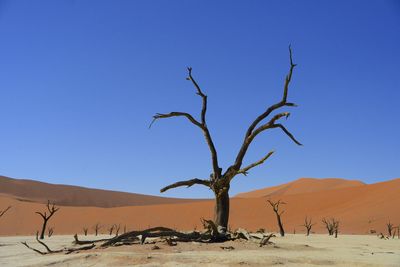 Bare tree on desert against clear blue sky