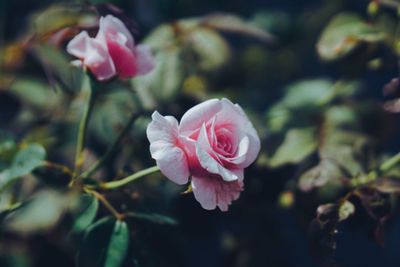 Close-up of pink rose