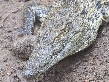 Close-up of lizard