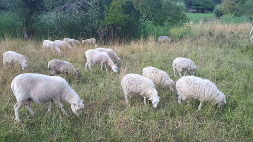 Sheep grazing in field