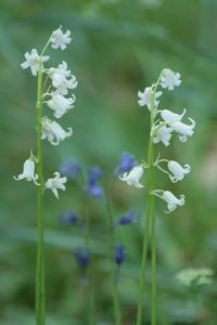 Close-up of flowers blooming outdoors