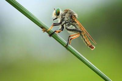 Close-up of insect on plant