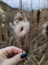Close-up of hand holding dandelion