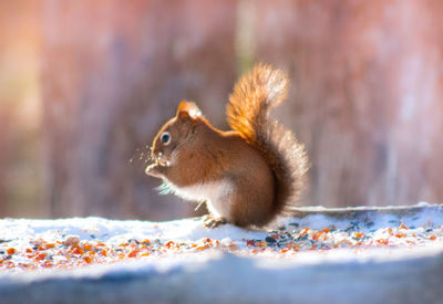 Close-up of squirrel eating food