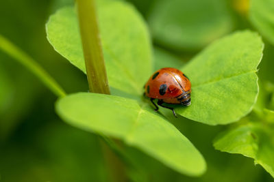 Close-up of ladybug on leaf