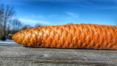 Close-up of fresh leaf against sky