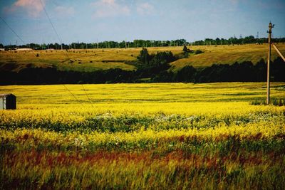 Scenic view of field against sky