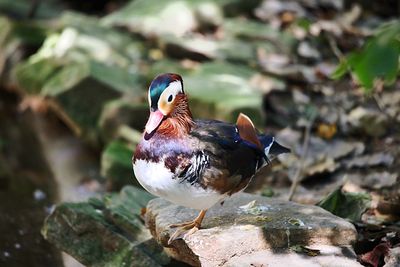 Close-up of bird perching on rock