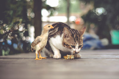 Close-up of a cat on footpath