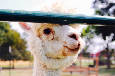 Close-up portrait of alpaca in animal pen