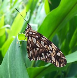 Close-up of butterfly perching on leaf