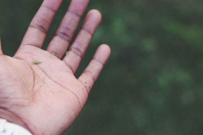 Close-up of person hand holding leaf