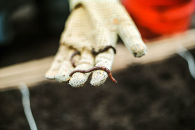 Woman holding earthworm in a garden.