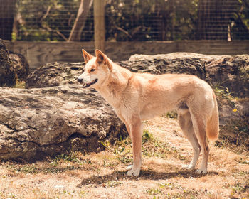 Dingo wild  dog