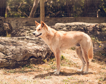 Dog standing on field