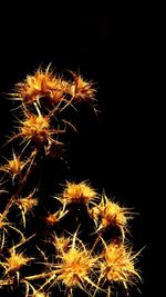 Low angle view of firework display against sky at night