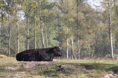 View of a horse in the forest