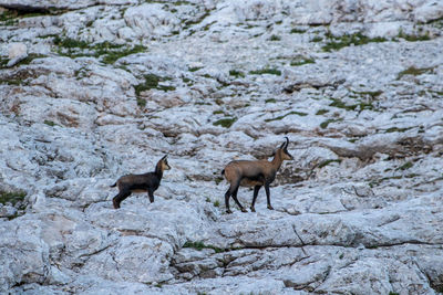 Side view of two birds on rock