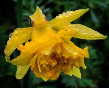 Close up of yellow flower