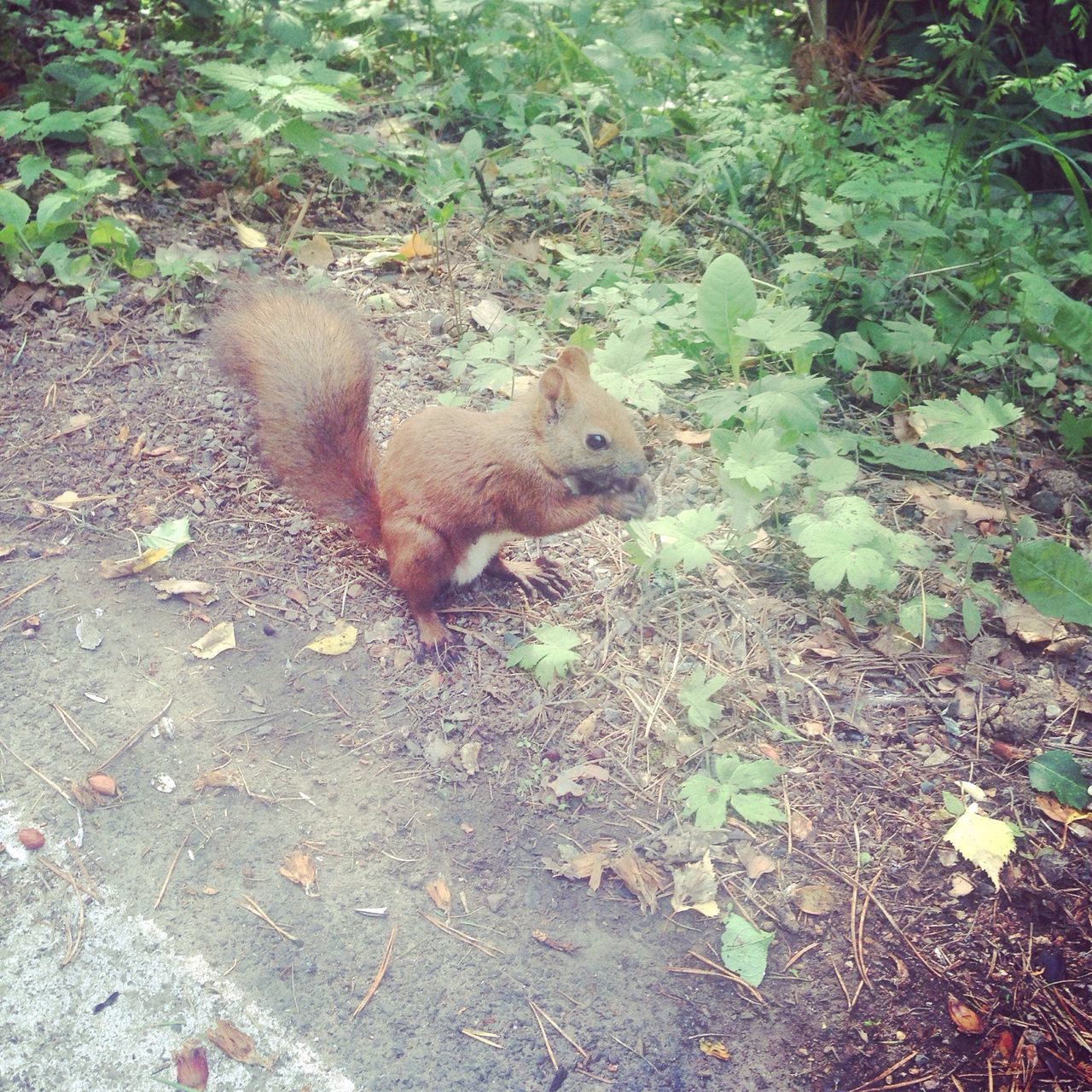 animal themes, one animal, animals in the wild, wildlife, squirrel, mammal, high angle view, nature, day, field, outdoors, leaf, full length, plant, no people, rodent, sunlight, side view, tree, ground