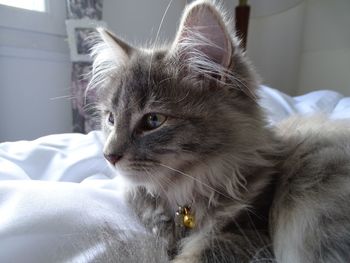 Close-up of cat sitting on bed at home