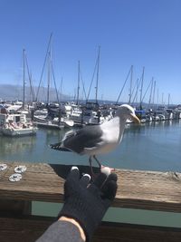 View of seagull at harbor