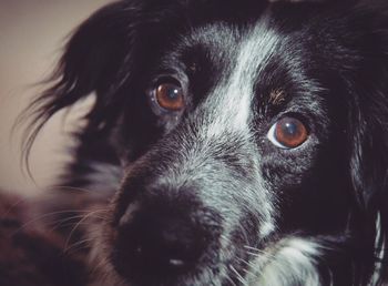 Close-up portrait of dog