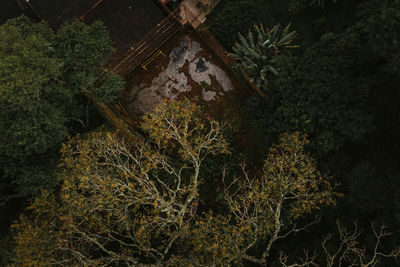 High angle view of trees and plants