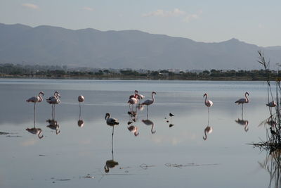 Flock of birds in lake
