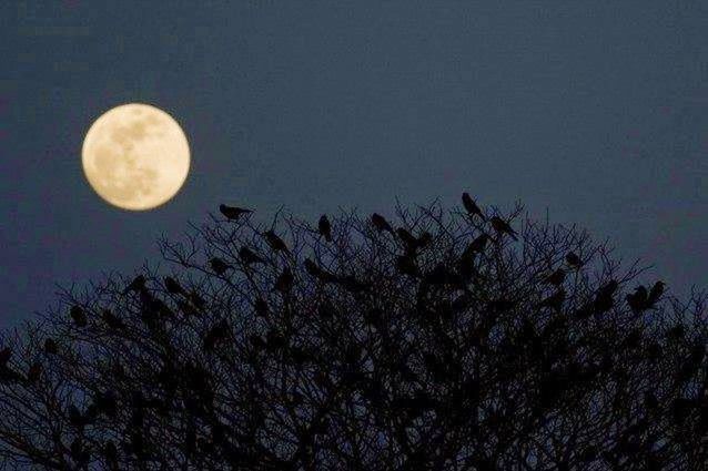 moon, low angle view, night, astronomy, full moon, beauty in nature, sky, nature, tranquility, circle, copy space, clear sky, planetary moon, scenics, tranquil scene, no people, discovery, outdoors, space exploration, growth