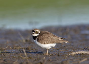 Close-up of bird on land