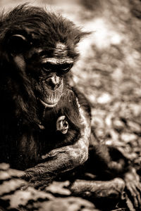 Gorilla with infant relaxing in forest