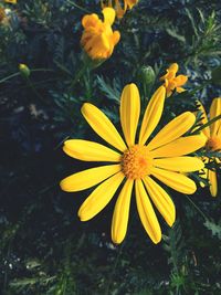 Close-up of yellow flowers blooming outdoors