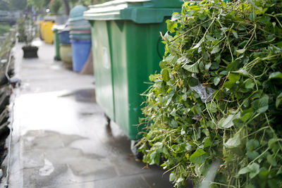 Close-up of plants growing on footpath