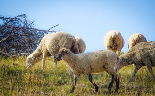 Sheep on field against clear sky