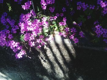 Close-up of purple flowers