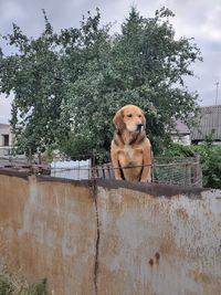 Portrait of dog sitting against plants