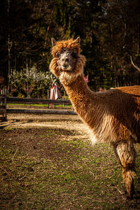View of an animal on land