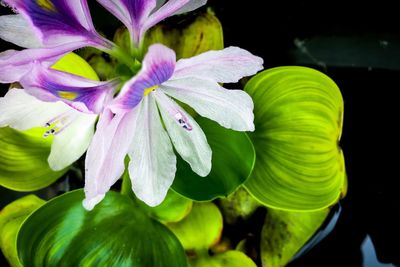 Close-up of flowers