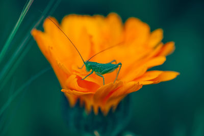 Close-up of praying mantis on orange flower