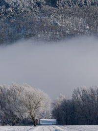 Snow covered land and trees by lake