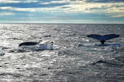 Whale watching 